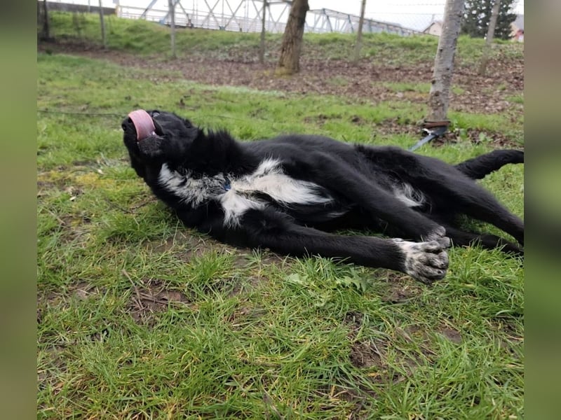 Lino ein Freund fürs Leben