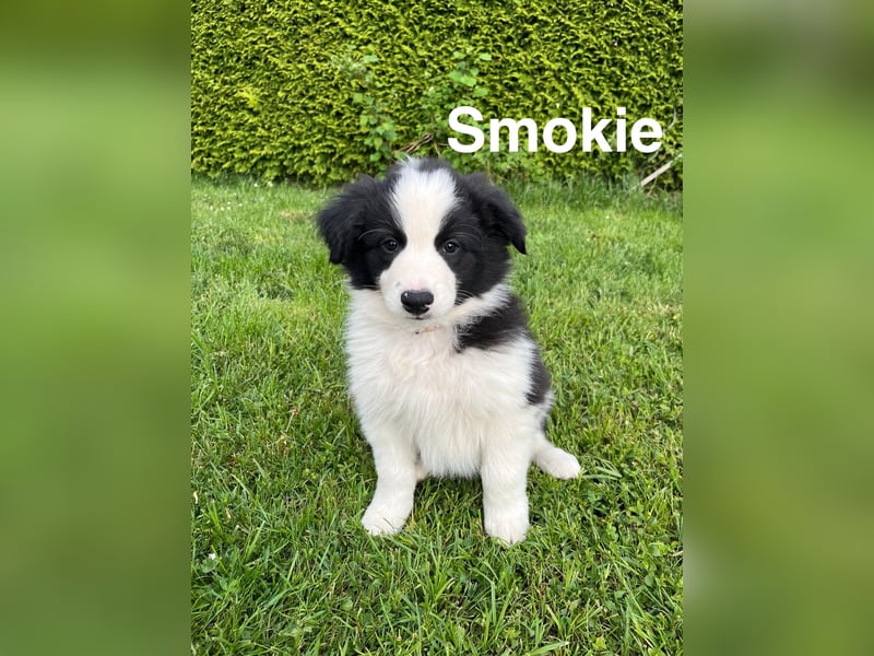 Border Collie Welpen