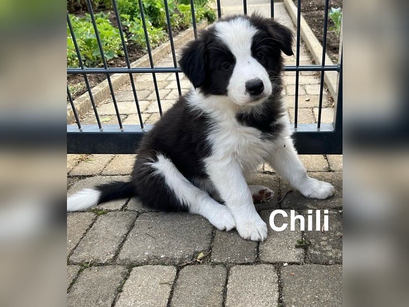 Border Collie Welpen