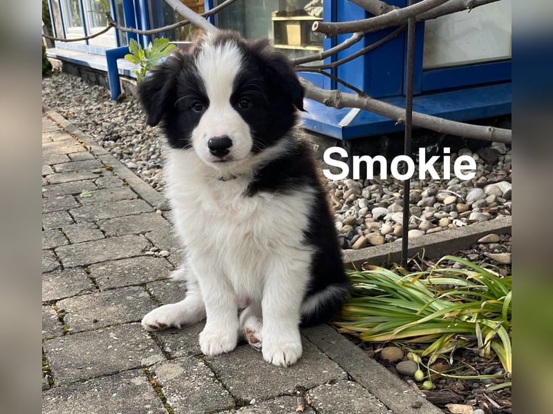 Border Collie Welpen