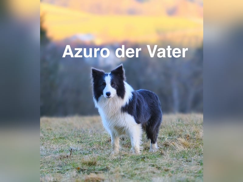 Border Collie Welpen