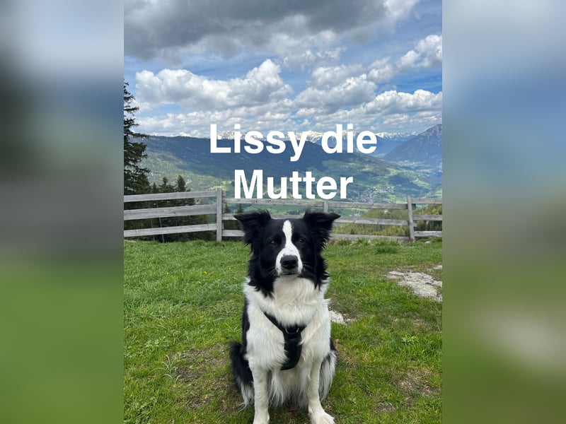 Border Collie Welpen