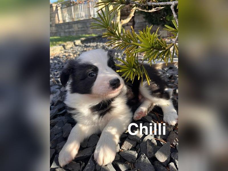 Border Collie Welpen