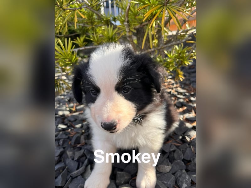Border Collie Welpen
