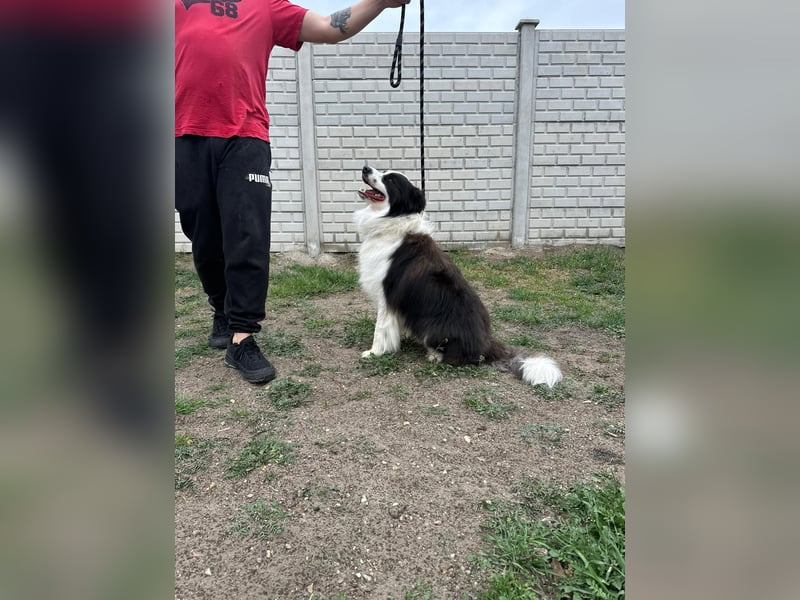Ozan BE – aktiver Border Collie sucht seine Menschen 