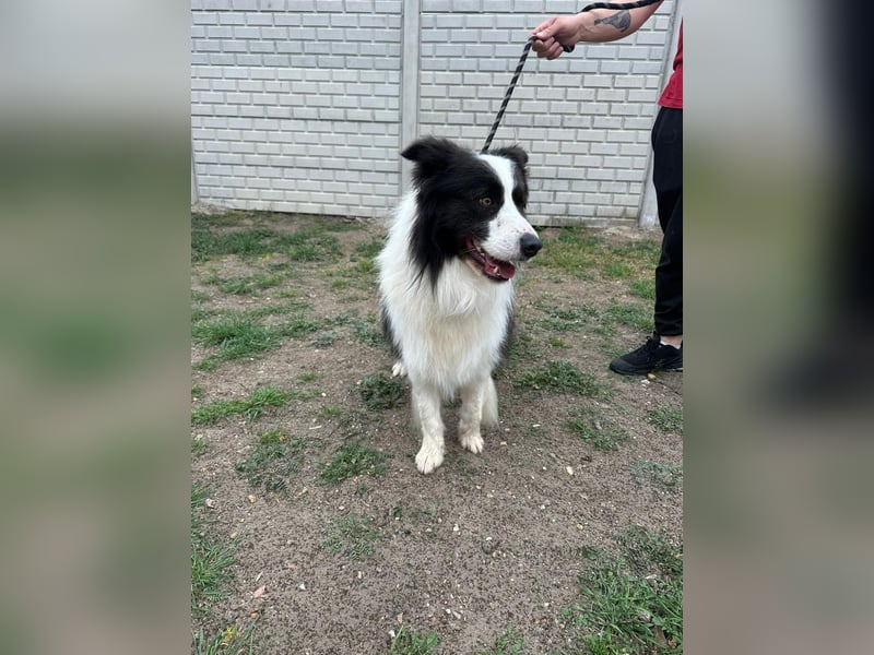 Ozan BE – aktiver Border Collie sucht seine Menschen 