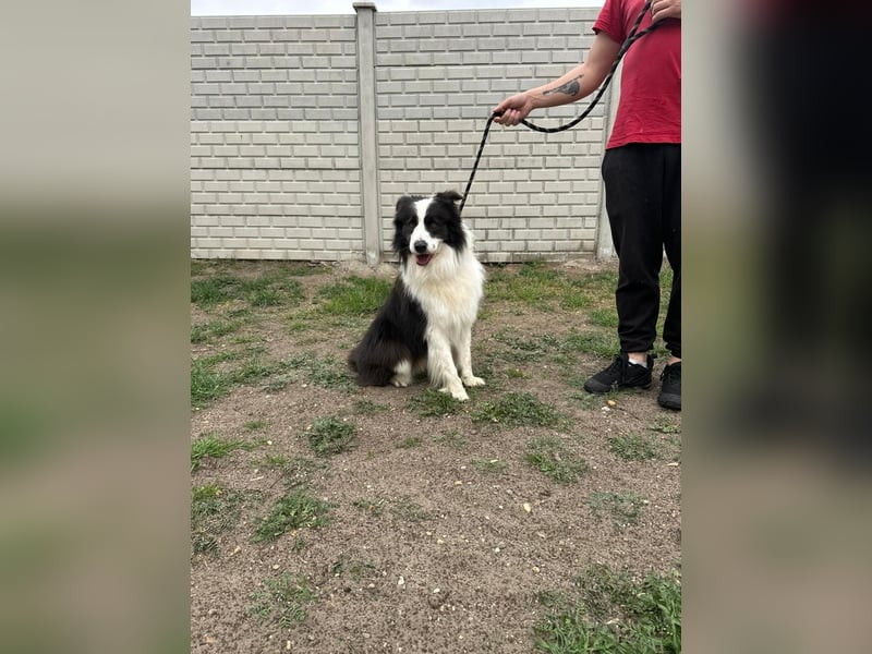 Ozan BE – aktiver Border Collie sucht seine Menschen 