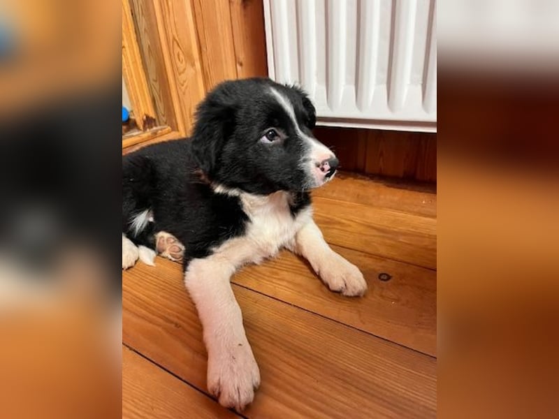 Border collie   Hündin – geimpft, entwurmt, gechipt, mit EU-Heimtierausweis
