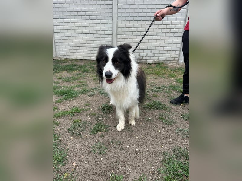 Ozan, kinderfreundlicher Border Collie geb. 04/2024