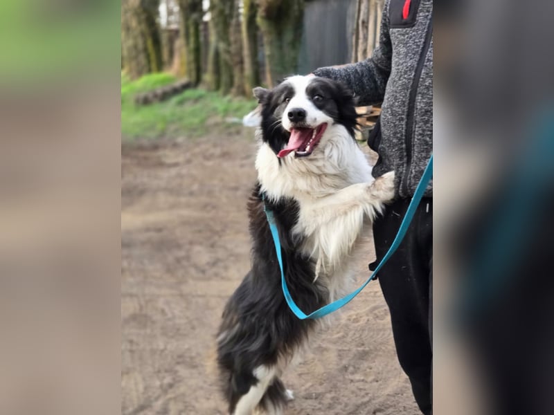 Ozan, kinderfreundlicher Border Collie geb. 04/2024