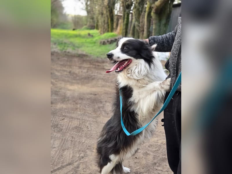 Ozan, kinderfreundlicher Border Collie geb. 04/2024