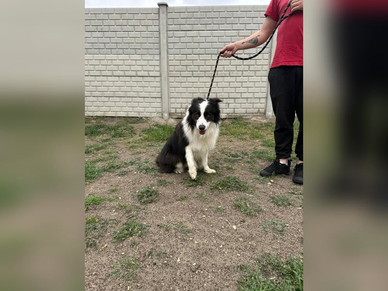 Ozan, kinderfreundlicher Border Collie geb. 04/2024