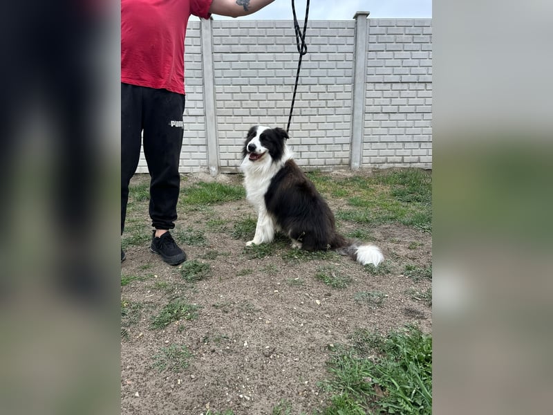 Ozan, kinderfreundlicher Border Collie geb. 04/2024