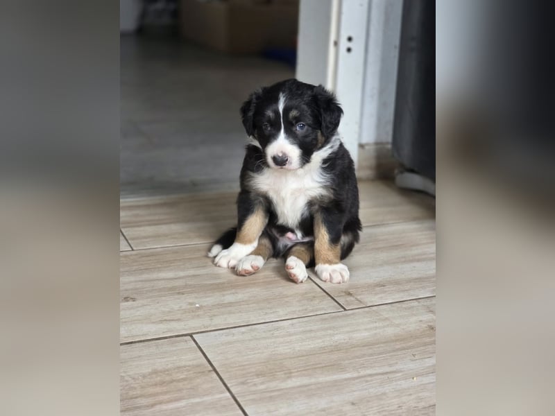 Border Collie rüde sucht ein neues Zuhause