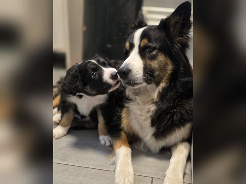 Border Collie rüde sucht ein neues Zuhause