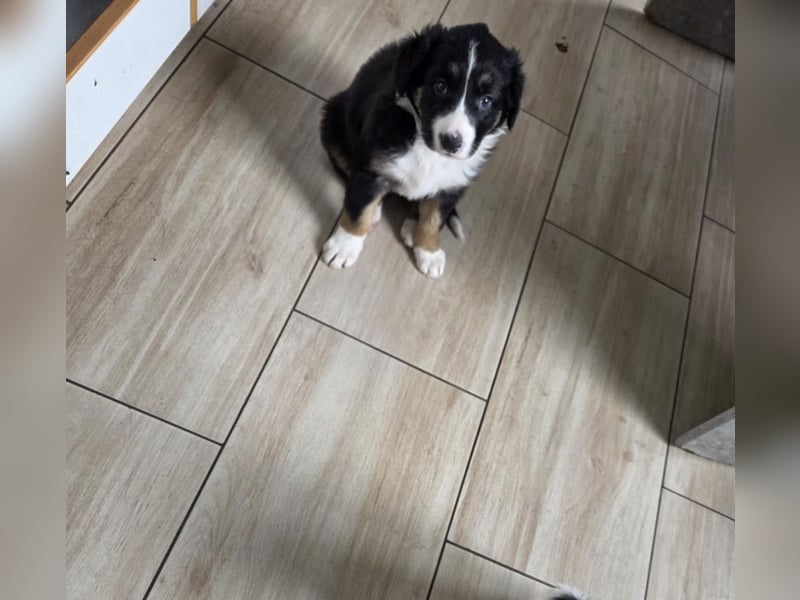 Border Collie rüde sucht ein neues Zuhause
