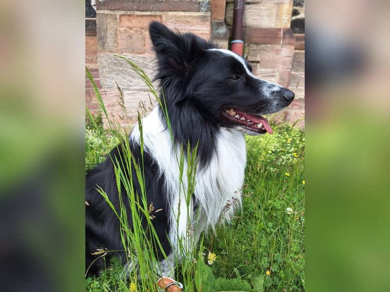 Border Collie Tobi (3 Jahre) sucht ein erfahrenes, liebevolles Zuhause