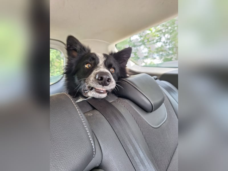 Border Collie Tobi (3 Jahre) sucht ein erfahrenes, liebevolles Zuhause
