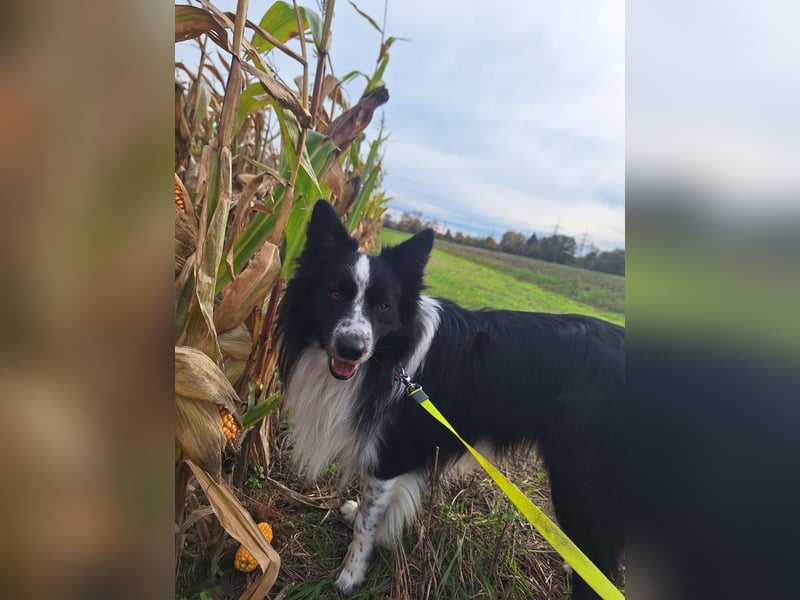 Border Collie Tobi (3 Jahre) sucht ein erfahrenes, liebevolles Zuhause
