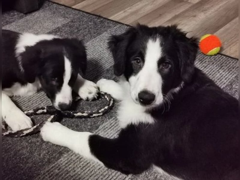 Border Collie  Hündin – geimpft, entwurmt, gechipt, mit EU-Heimtierausweis