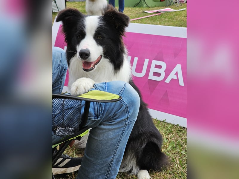 Border Collie Welpen mit VDH Ahnentafeln