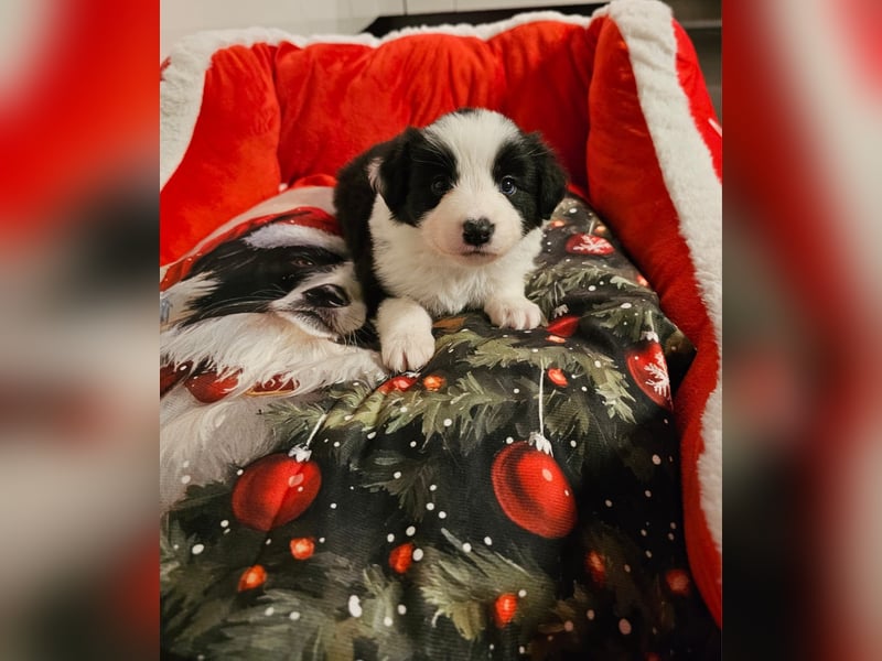 Border Collie Welpen mit VDH Ahnentafeln