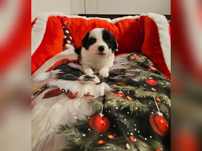 Border Collie Welpen mit VDH Ahnentafeln