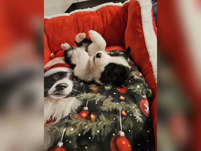 Border Collie Welpen mit VDH Ahnentafeln