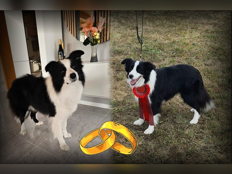 Border Collie Welpen mit VDH Ahnentafeln