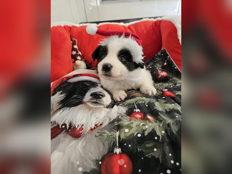 Border Collie Welpen mit VDH Ahnentafeln