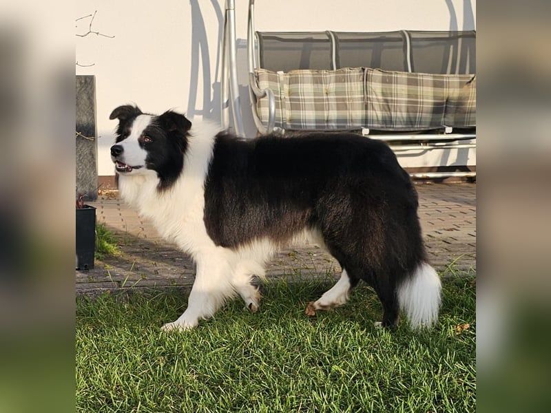 Border Collie Welpen mit VDH Ahnentafeln