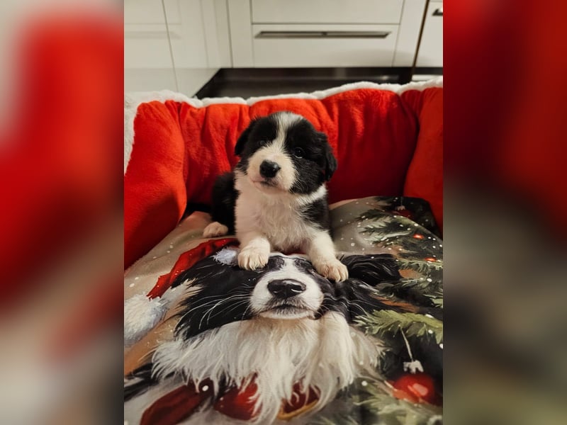 Border Collie Welpen mit VDH Ahnentafeln
