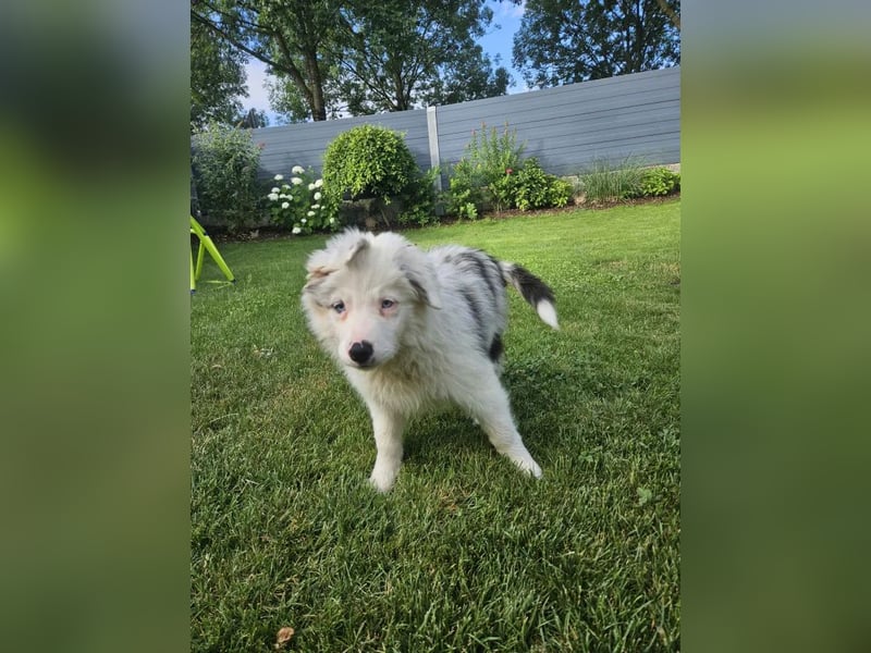 BORDER COLLIE Welpe Buddy
