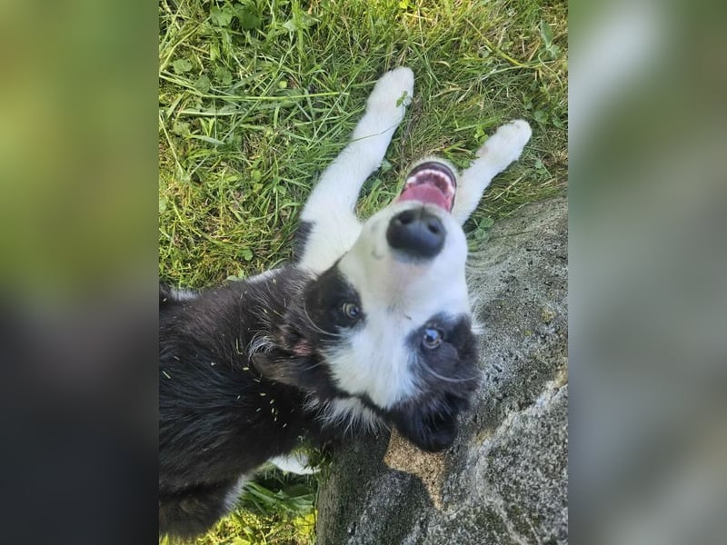 BORDER COLLIE Welpe Bruno