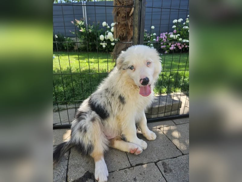BORDER COLLIE Welpe Buddy