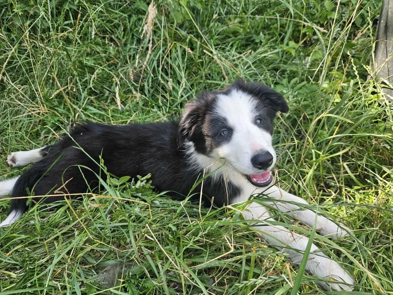 BORDER COLLIE Welpe Bruno