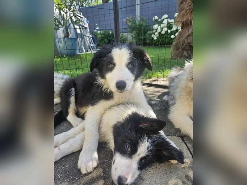 BORDER COLLIE Welpe Bruno