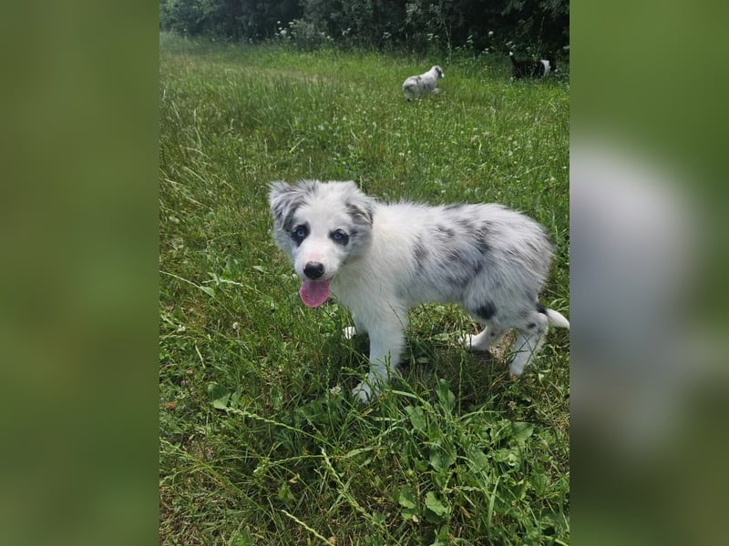 BORDER COLLIE Welpe Bandit