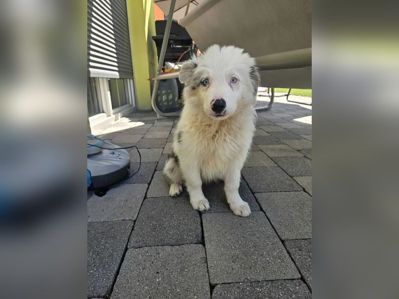 BORDER COLLIE Welpe Buddy