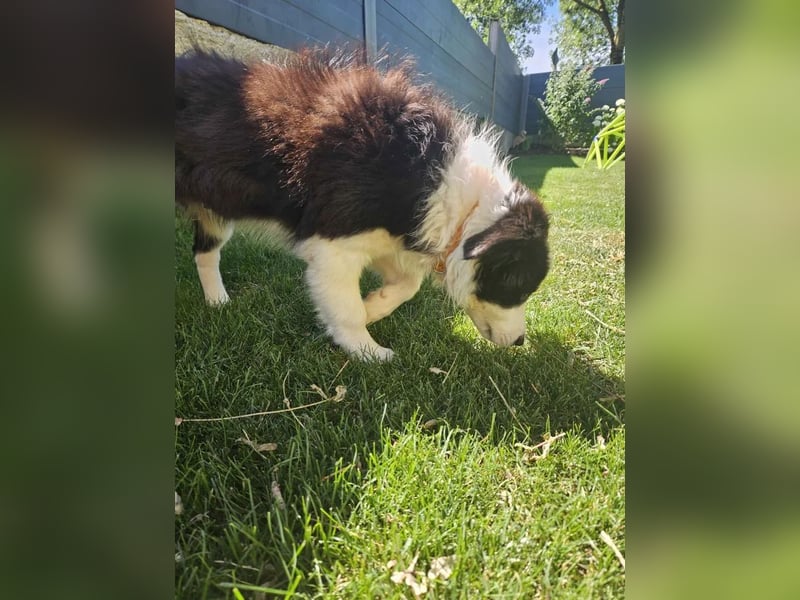 BORDER COLLIE Welpe Bruno