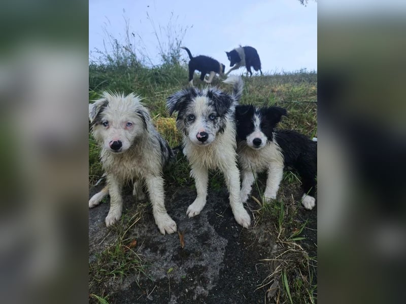 BORDER COLLIE Welpe Bandit