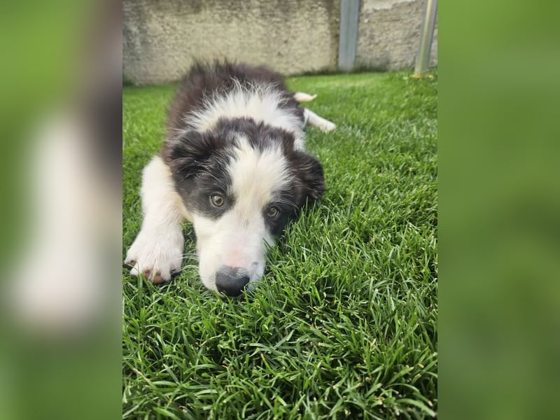 BORDER COLLIE Welpe Bruno