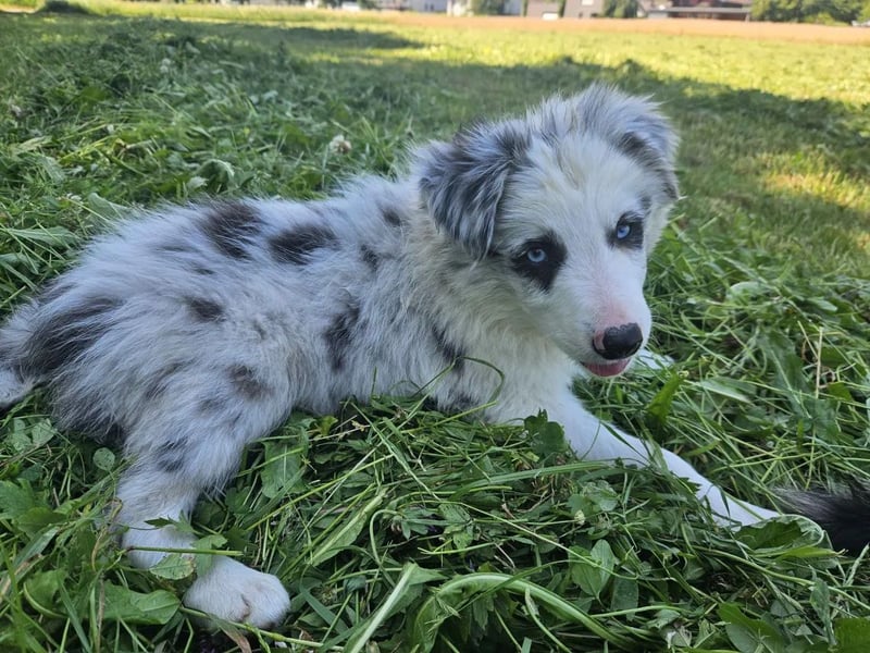 BORDER COLLIE Welpe Bandit
