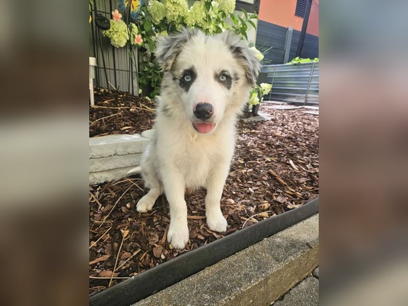 BORDER COLLIE Welpe Bandit
