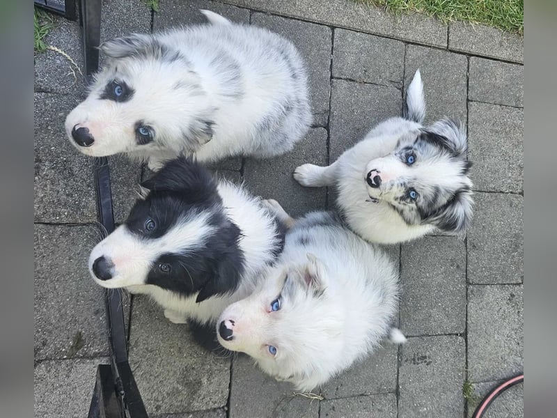 BORDER COLLIE Welpe Buddy
