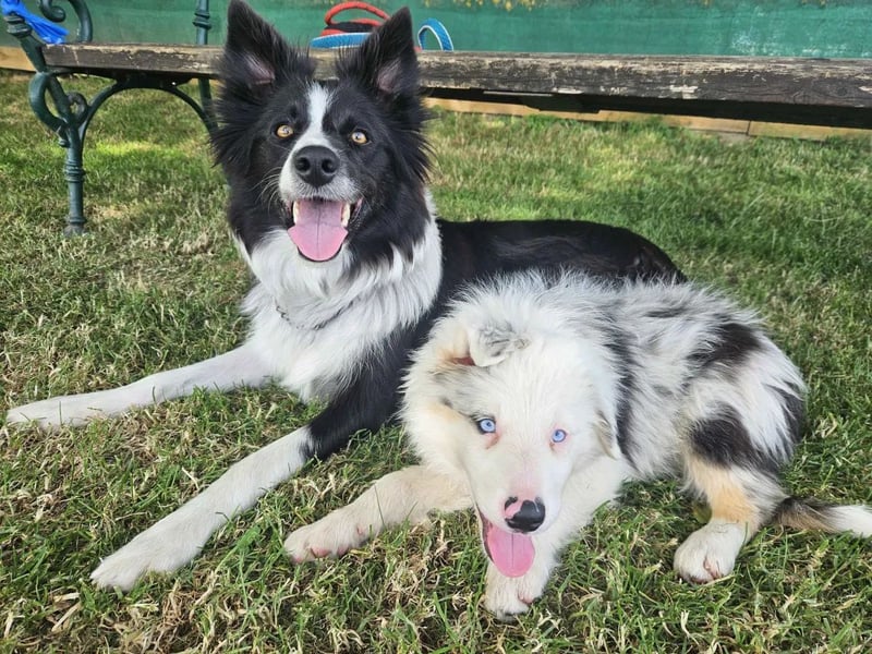 BORDER COLLIE Welpe Buddy
