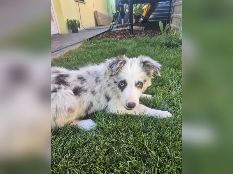 BORDER COLLIE Welpe Bandit