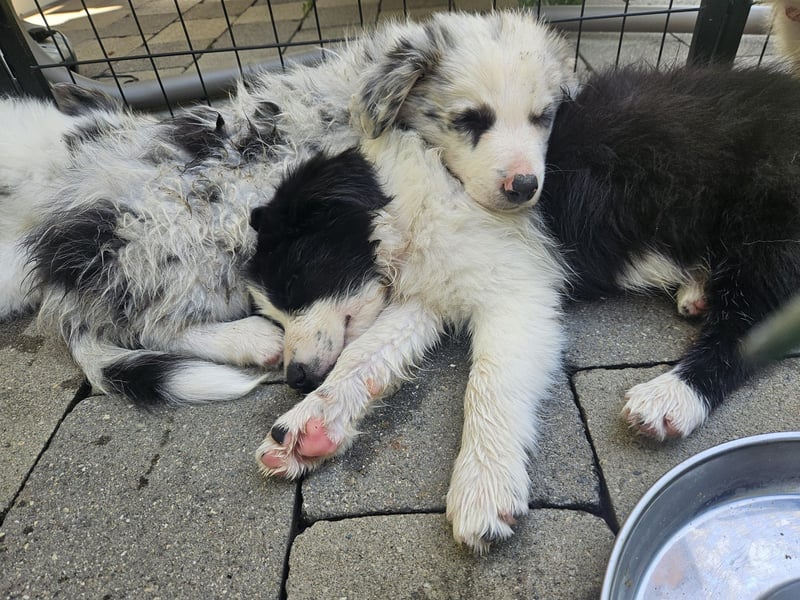 BORDER COLLIE Welpe Buddy