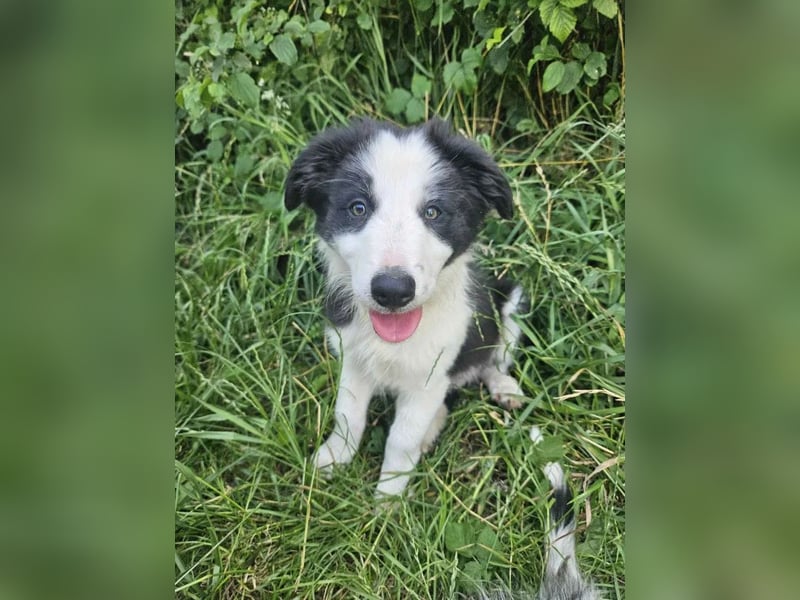 BORDER COLLIE Welpe Bruno
