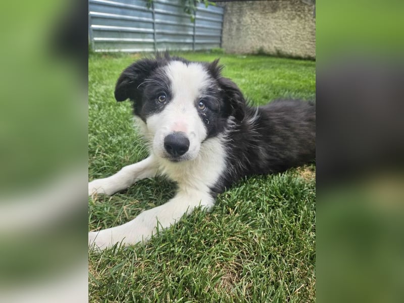 BORDER COLLIE Welpe Bruno